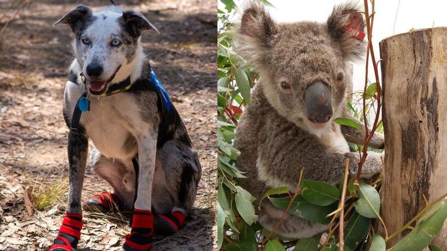 Premian a un perro australiano por salvar del fuego a 100 koalas