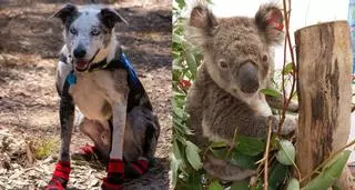 Premian a un perro australiano por salvar del fuego a 100 koalas