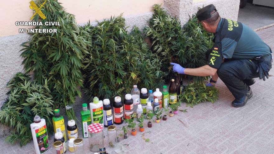 Desmantelan una veintena de plantas de marihuana en Águilas