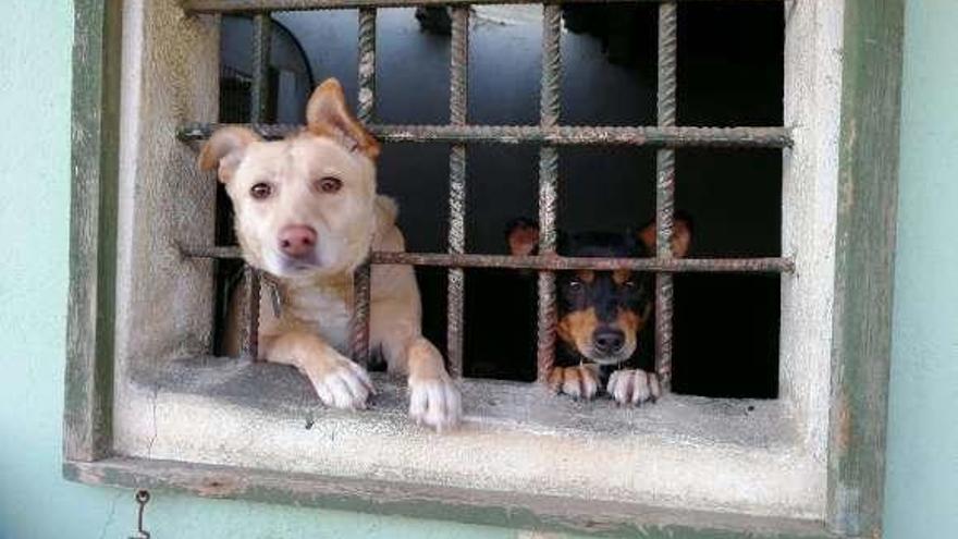 Dos perros de la protectora Os Biosbardos de Ponteareas. // D.P.