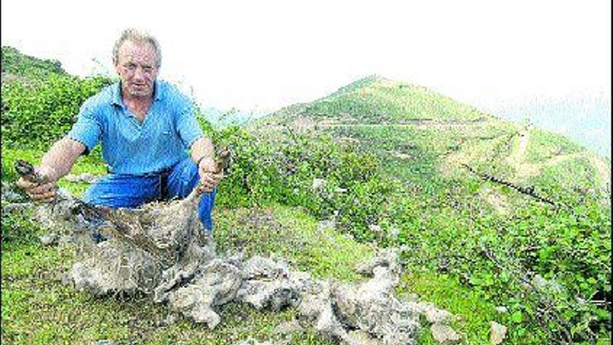 José Antonio Fernández Ribera muestra los restos de sus ovejas abatidas por lobos en el monte Llosorio, en Mieres.