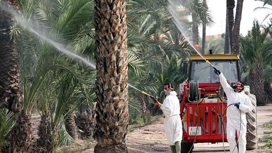 Uno de los últimos tratamientos químicos contra el picudo rojo realizado por el Ayuntamiento en el Palmeral histórico