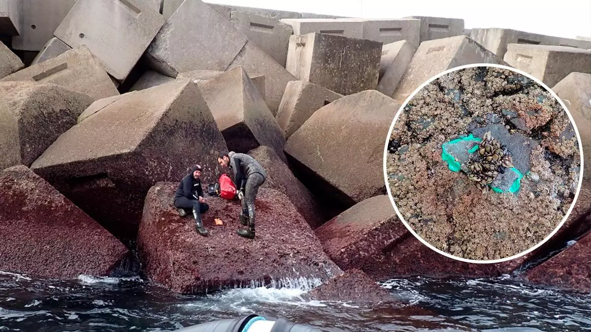 Percebes que brotan de los bloques del puerto en Cudillero, pero no son para los mariscadores