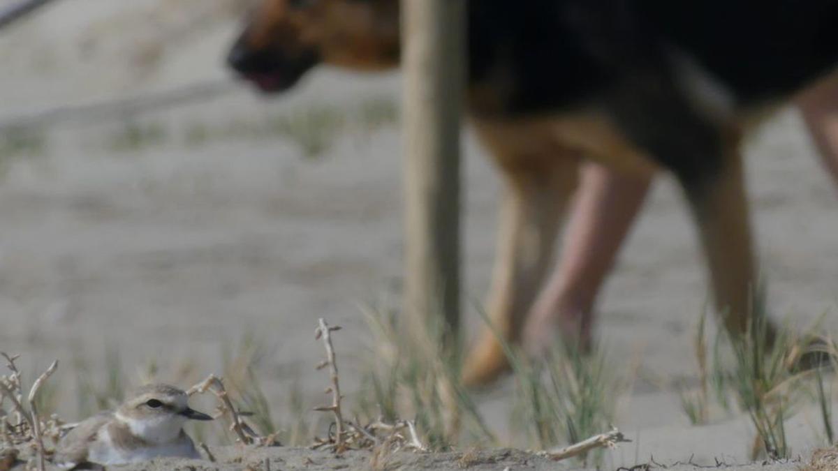 «Los perros sueltos son la gran amenaza del chorlitejo en las playas»