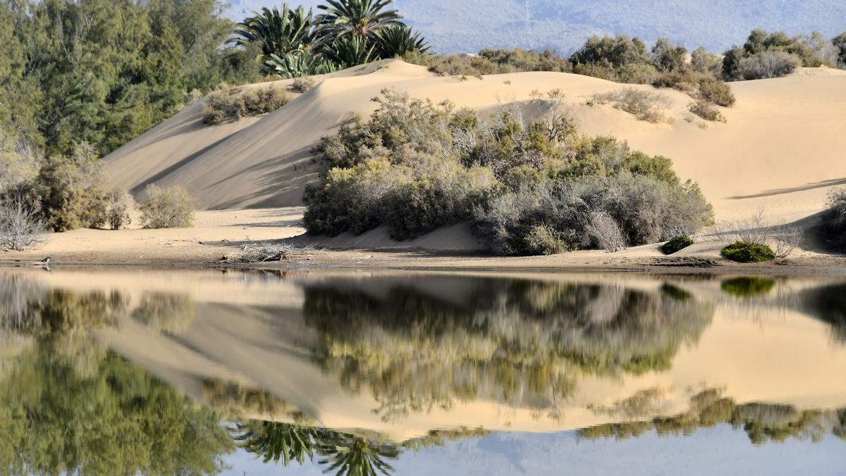 Duna y charca de Maspalomas.