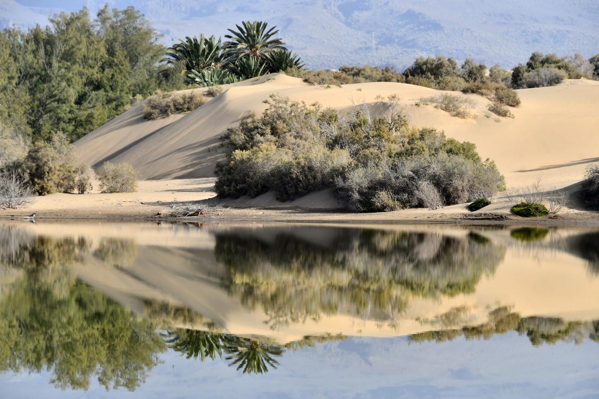 El Cabildo pone 100 sanciones por invadir las dunas de Maspalomas - La  Provincia - Diario de Las Palmas