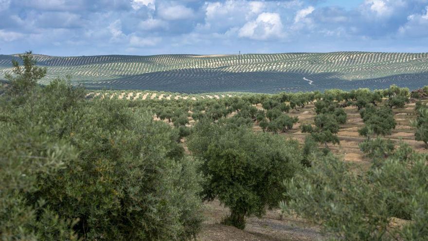 Imagen de archivo de un paisaje de olivares.