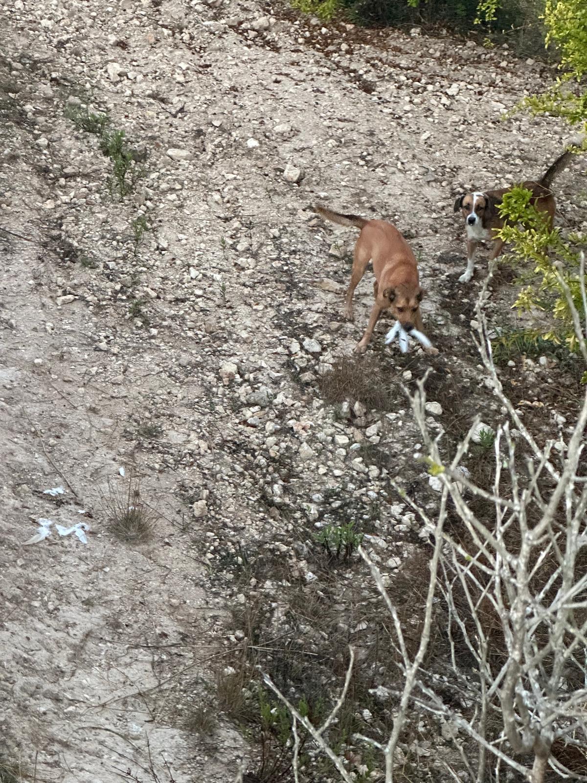 Los propietarios lograron fotografiar los perros con plumas en la boca.