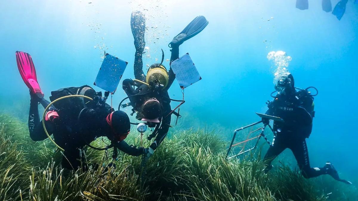 Submarinistas examinan el estado de salud de un fondo de posidonia