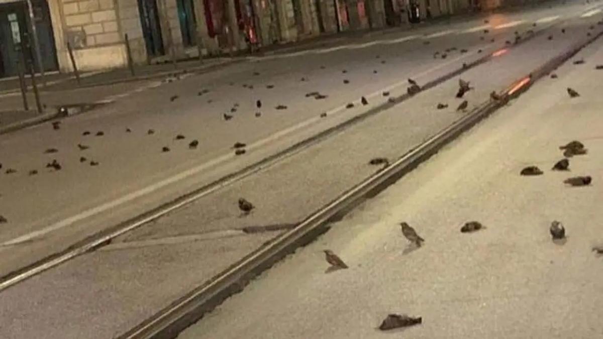 Cientos de aves murieron en las calles de Roma durante la Nochevieja de 2020.