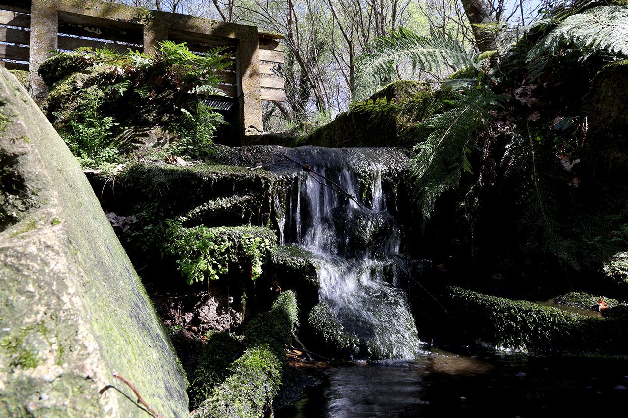 Bosque húmedo del campus