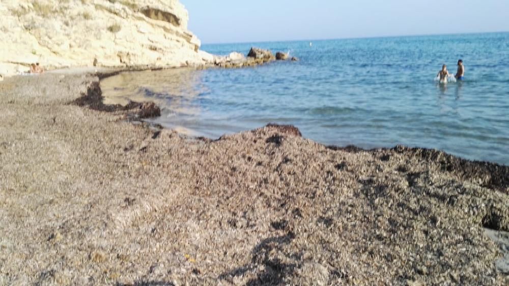 Las playas de la Coveta Fumà, llenas de algas