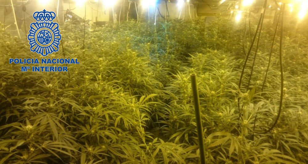 Las investigaciones dieron como fruto la localización de varias plantaciones de marihuana en las provincias de Alicante, Málaga y Barcelona