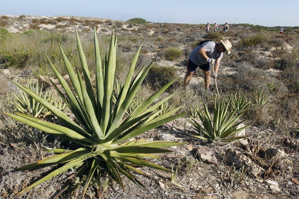 Limpieza de plantas invasoras en la Devesa del Saler