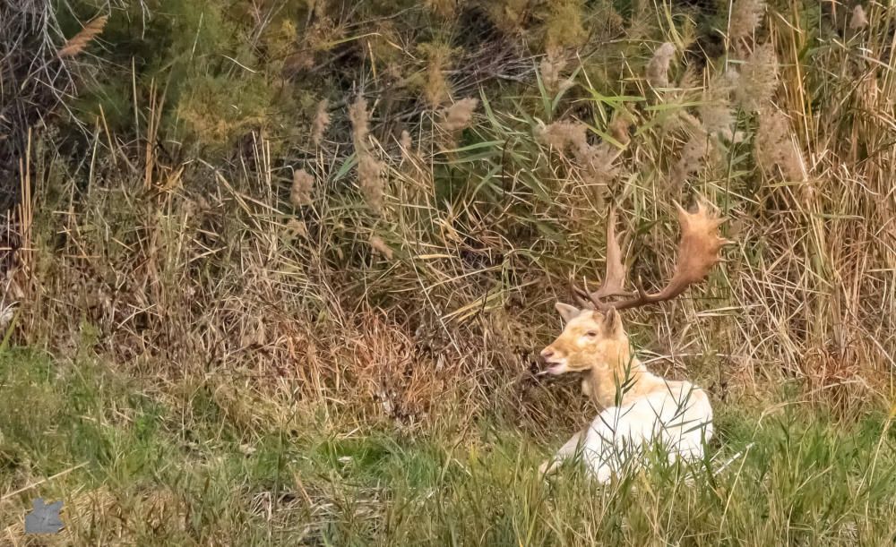 La daina blanca dels Aiguamolls de l'Empordà