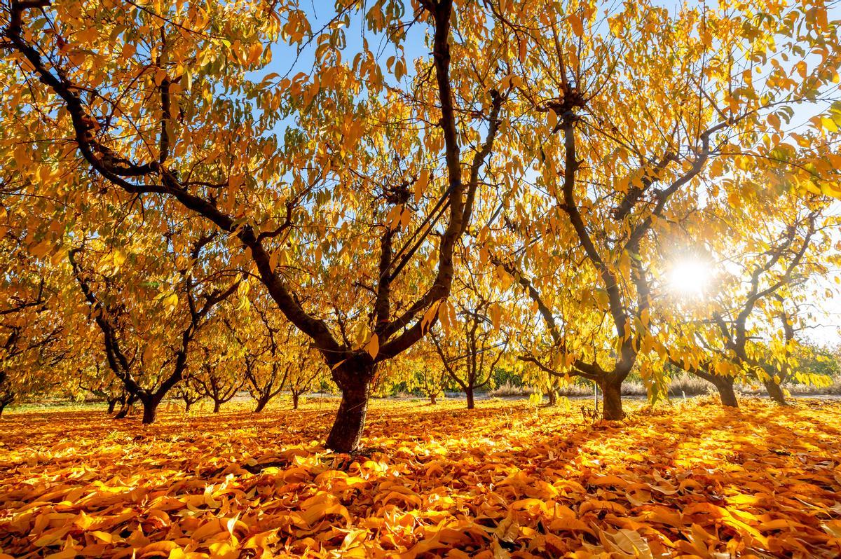 Los campos de Lleida se tiñen de ocre y dorado en otoño