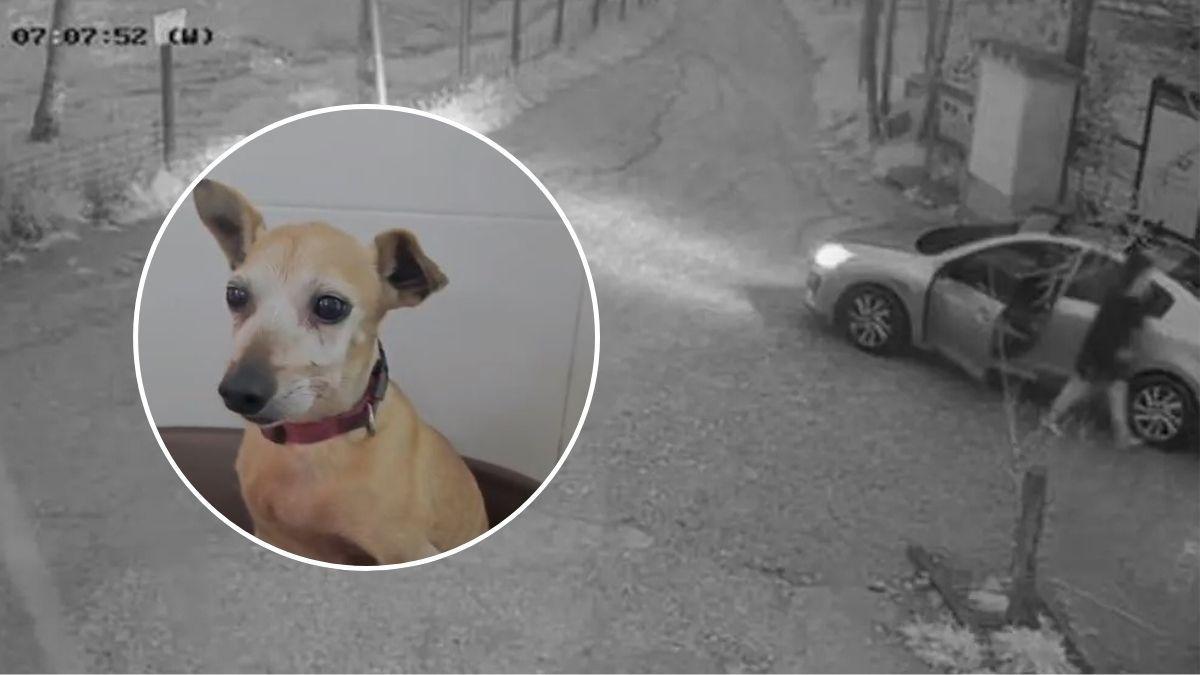 A la imatge el gos abandonat i una captura dels vídeo on es veu la dona sortint del cotxe per treure el quisso que va deixar lligat a la porta de la protectora