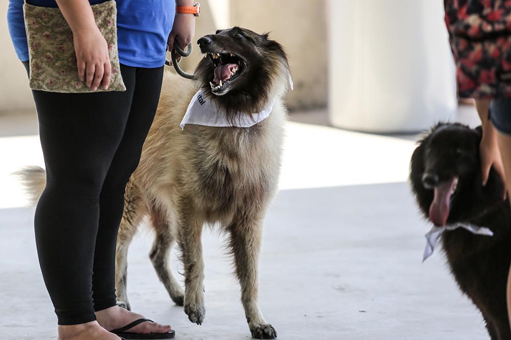 El hospital de Ibiza abre la puerta a los perros.