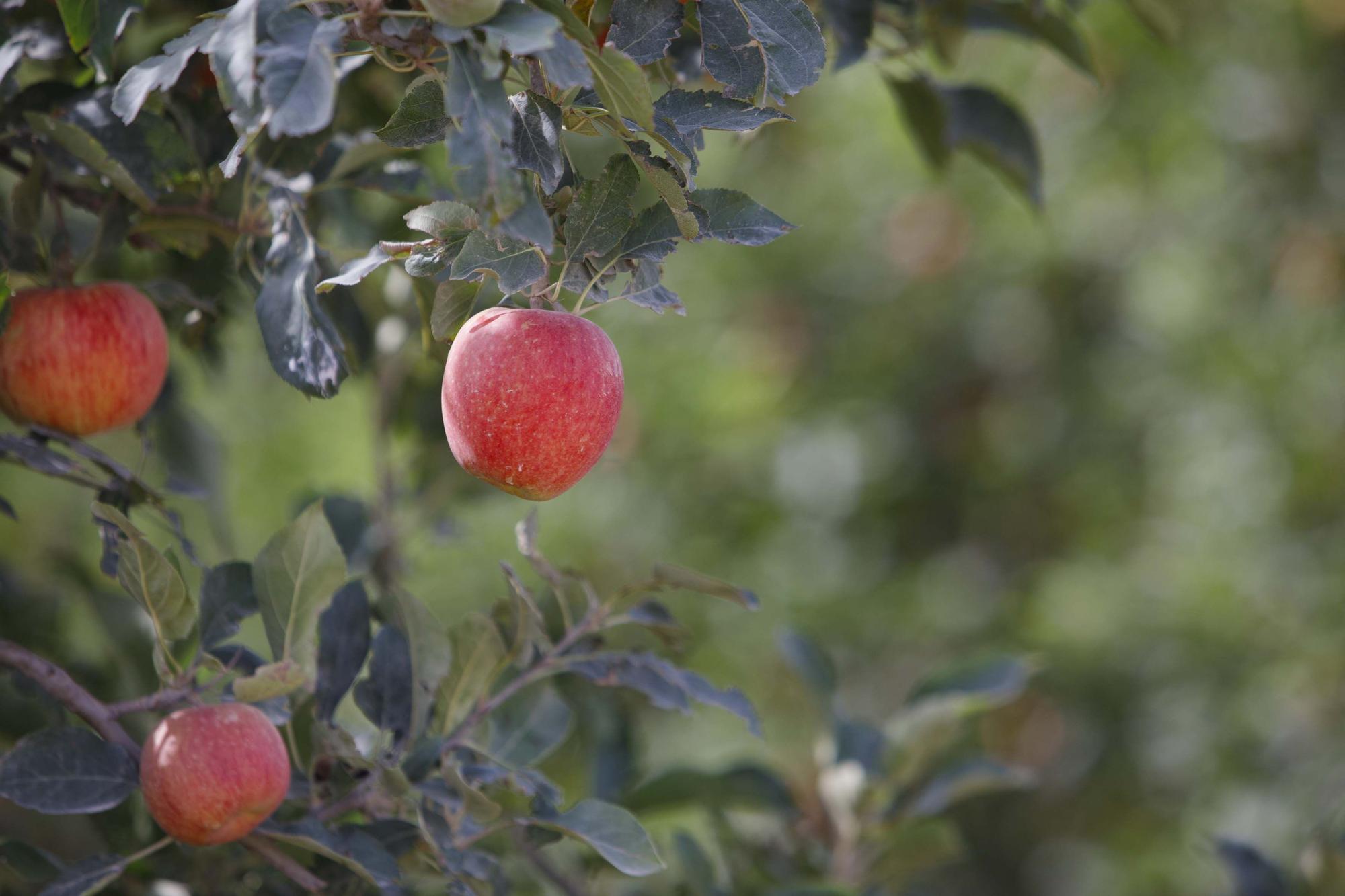 Poma de Girona preveu mantenir una producció alta tot i la sequera