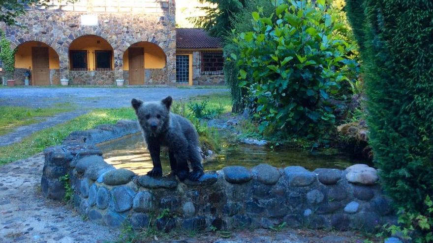 La osezna &quot;Saba&quot;, ya recuperada, será liberada en los Picos de Europa