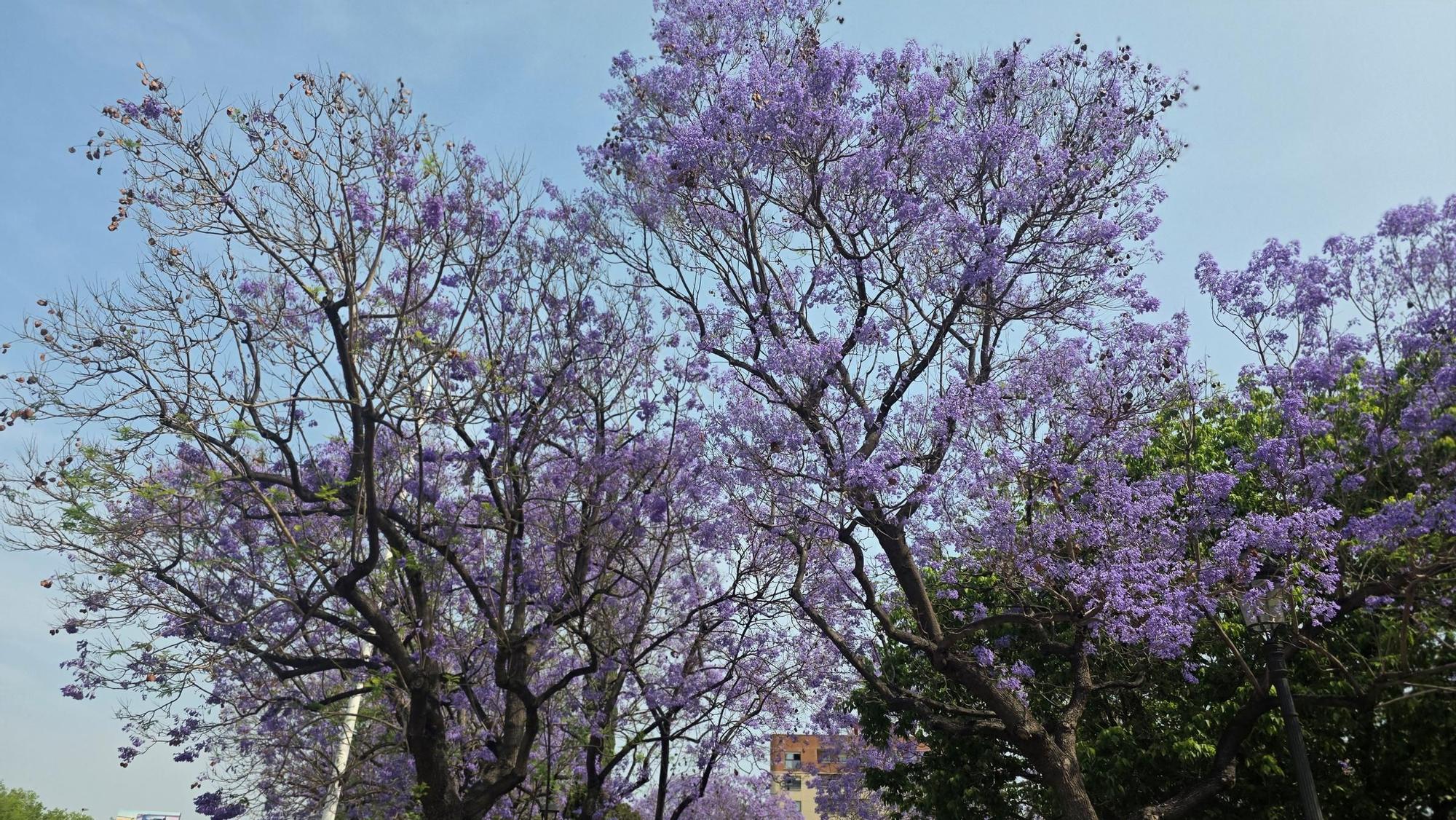 Jacarandas en la ciudad de València
