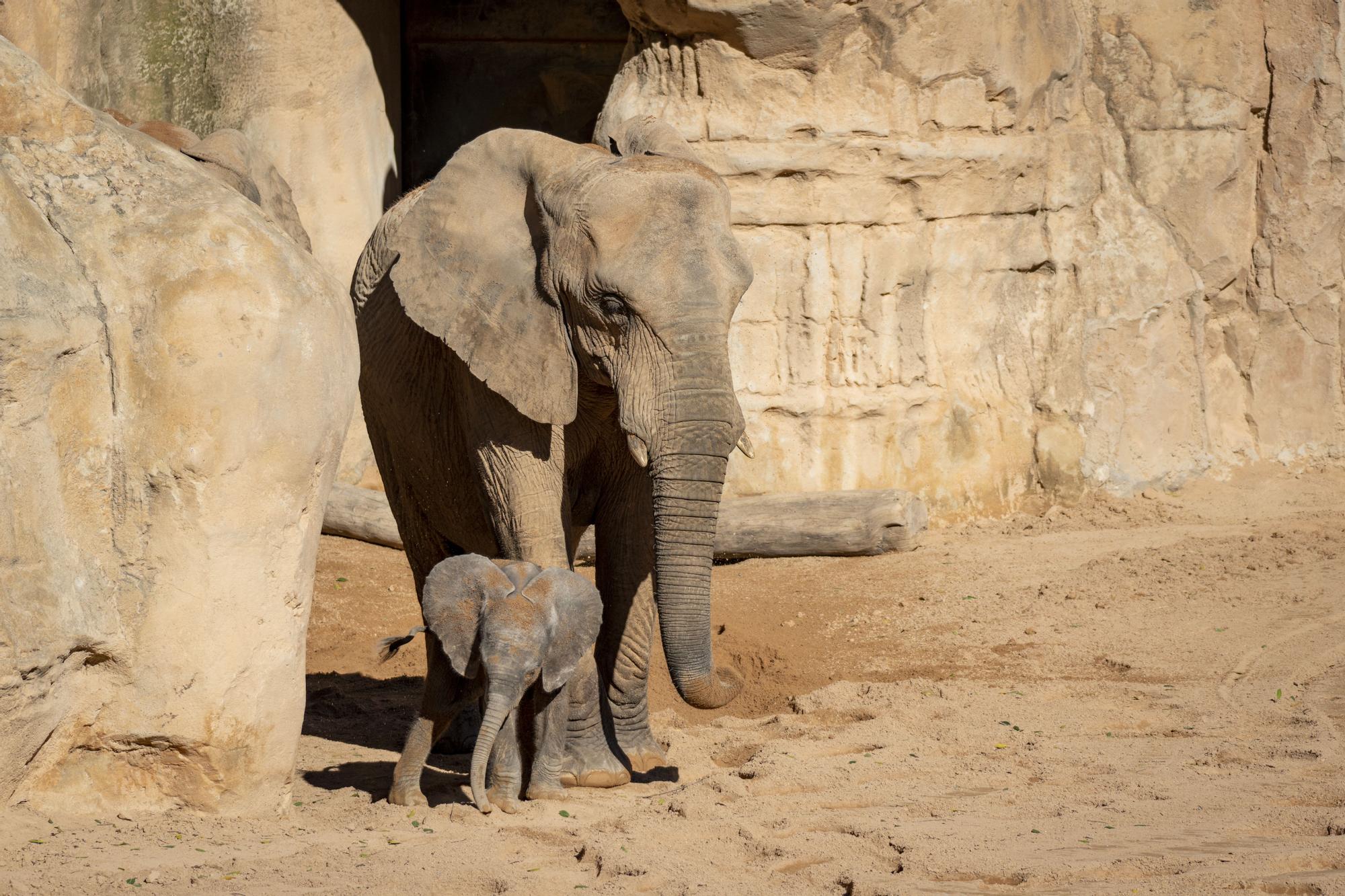 Nacimiento en Bioparc del primer elefante africano en la Comunitat Valenciana