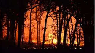 Los incendios forestales extremos se duplicaron en los últimos 20 años en todo el planeta