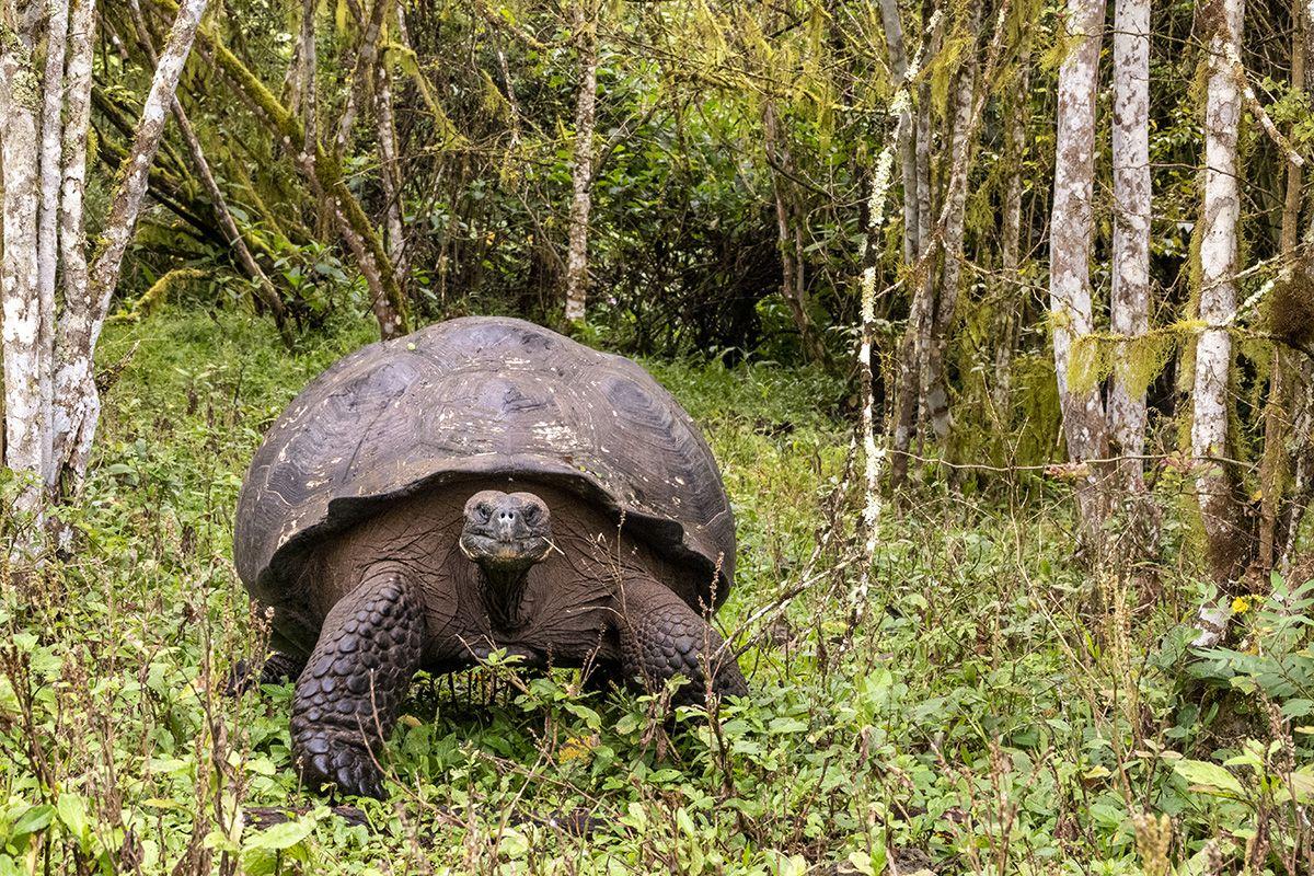 Islas galápagos