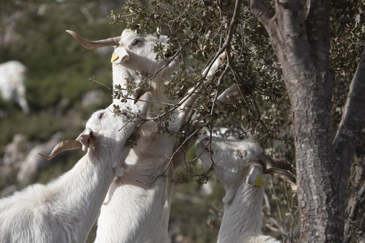 Cabras pasturando por el monte de Vallada.
