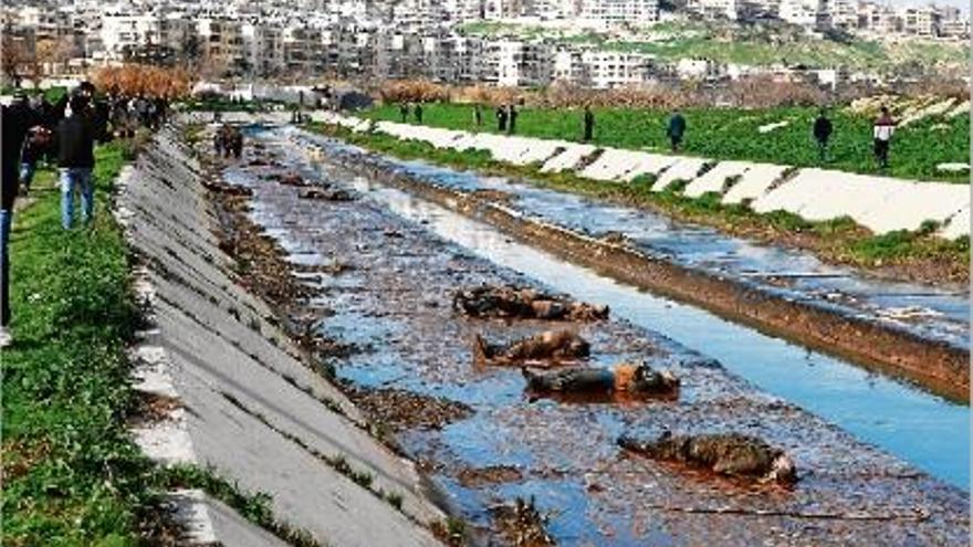 Els cadàvers van ser trobats al curs d&#039;un riu a la ciutat siriana d&#039;Alep.