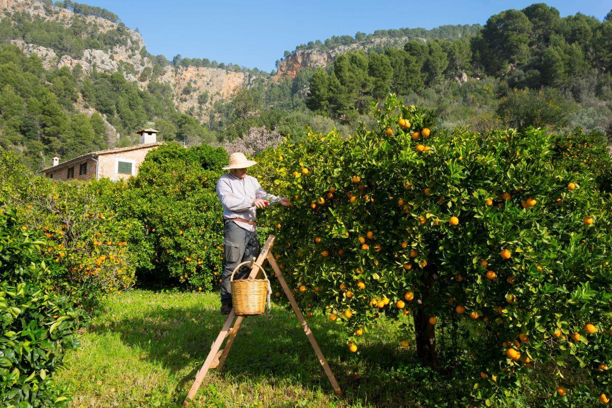 Ein Landwirt auf Mallorca erntet Orangen.