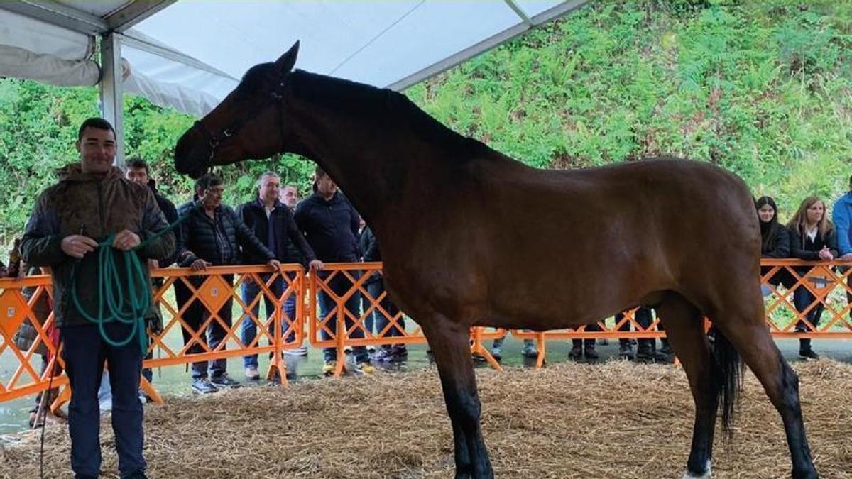 Un ganadero junto a su caballo, en una pasada edición del certamen.