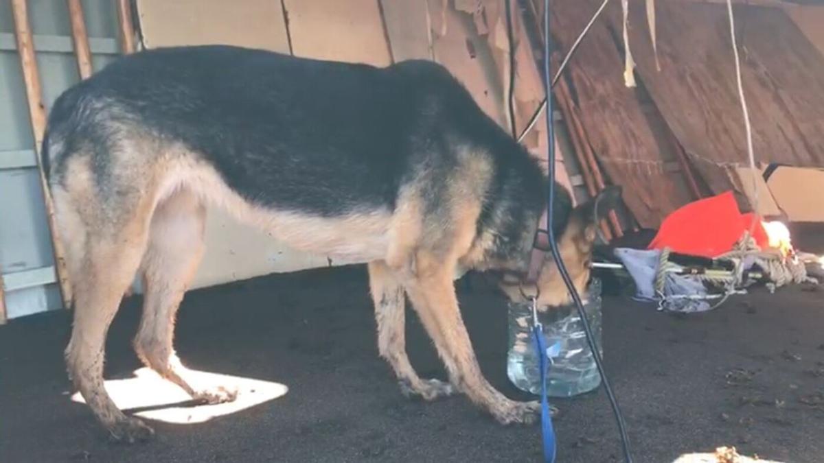 La perra rescatada del islote de Alegranza, en la lancha que encalló en una playa de la zona.