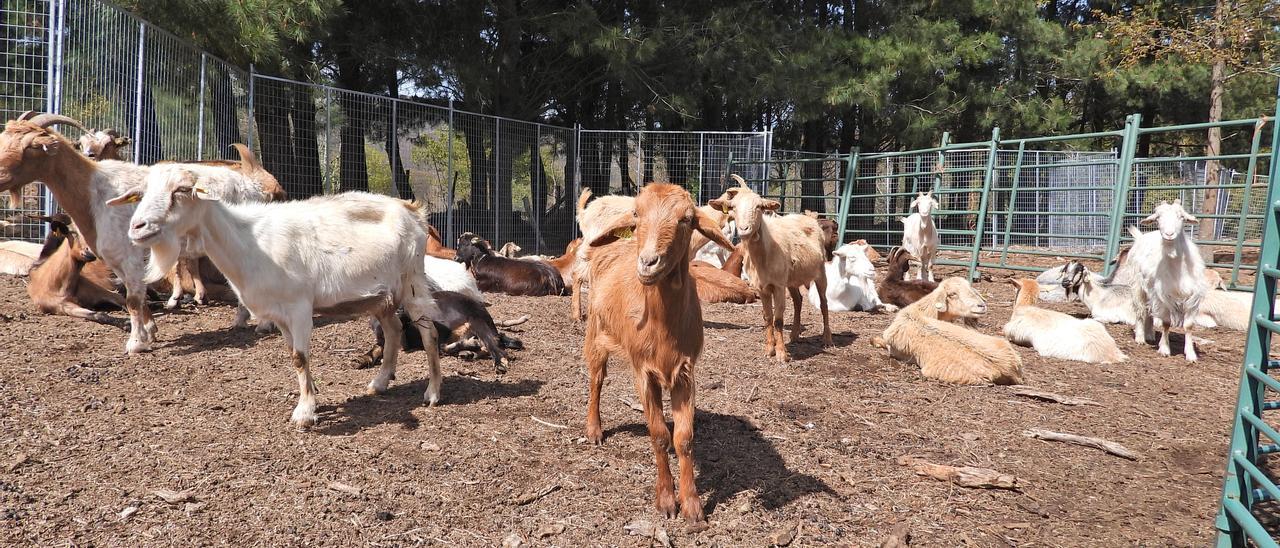 Rebaño de cabras en la aldea modelo de Xacebáns, Quintela de Leirado.