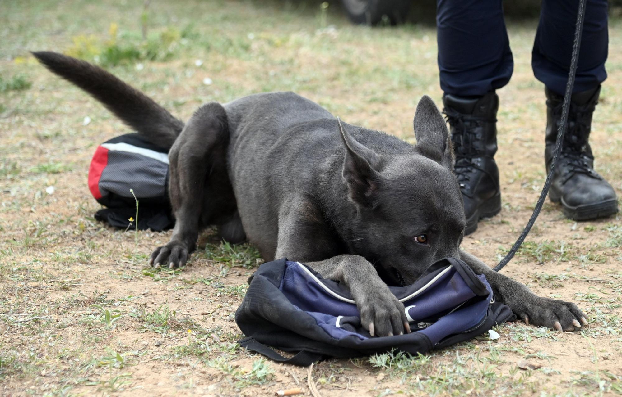 GALERÍA | Perros policía de la unidad canina de Burgos