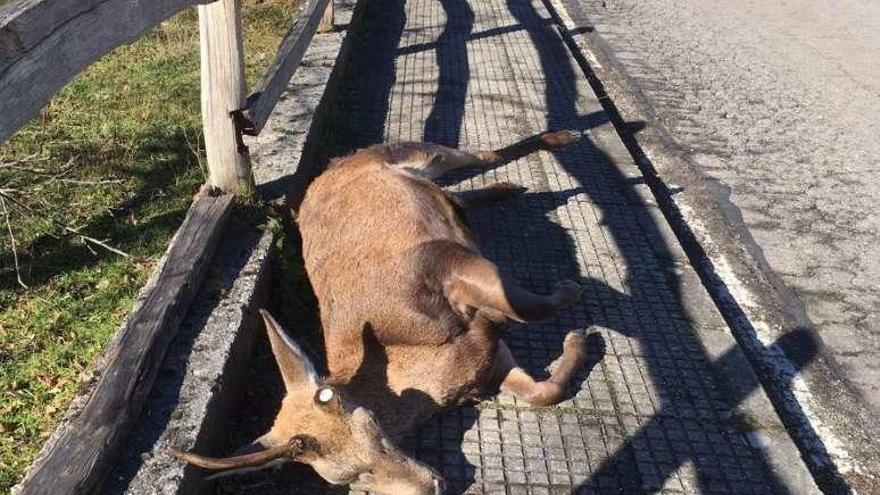 Los vecinos piden que se retire un venado muerto hace dos días en El Pino