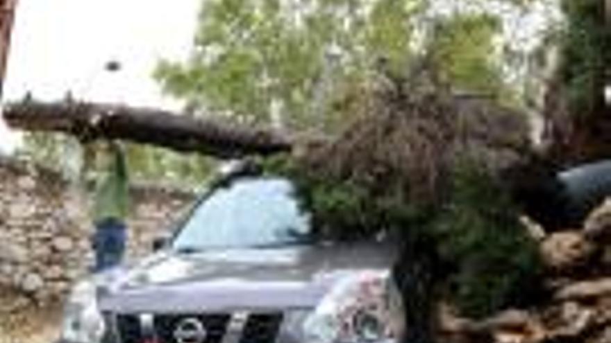 Un home talla un arbre caigut a sobre d&#039;un cotxe a Valls.