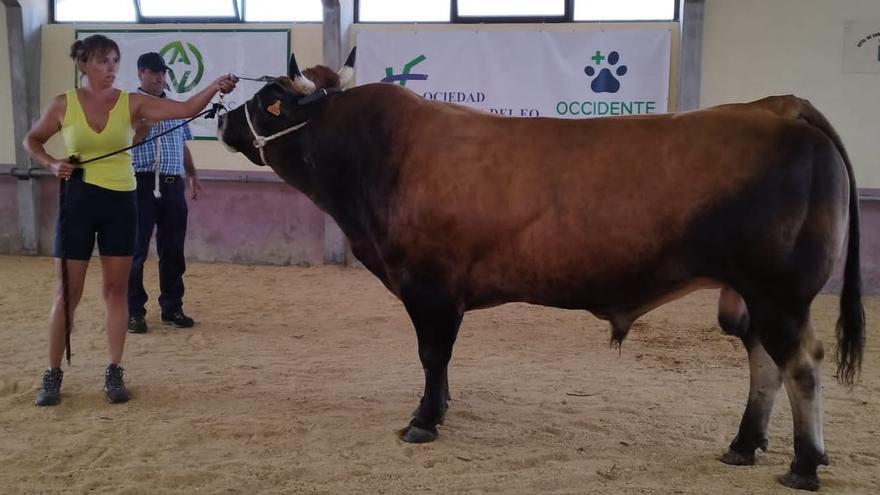 El toro &quot;Conde&quot; y la vaca &quot;Ranchera&quot;, las mejores reses locales en el concurso de ganado de San Martín de Oscos