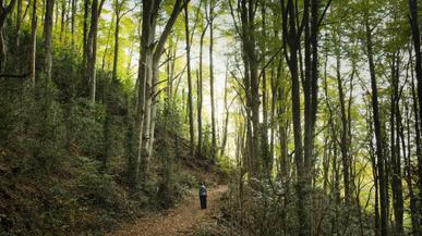 La ruta de senderismo más bonita del norte de España te lleva por los acebales mejor conservados de Europa
