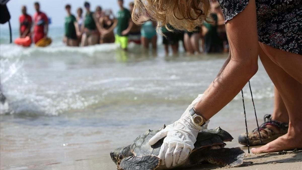 Una bióloga vuelve a poner en el mar a una tortuga boba en la playa Llarga de Tarragona.