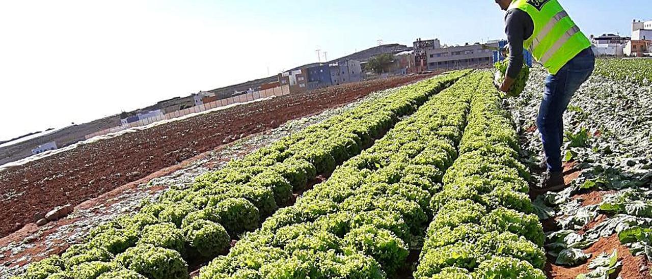 Un agrónomo de Florette, en plena faena, en uno de los cultivos.