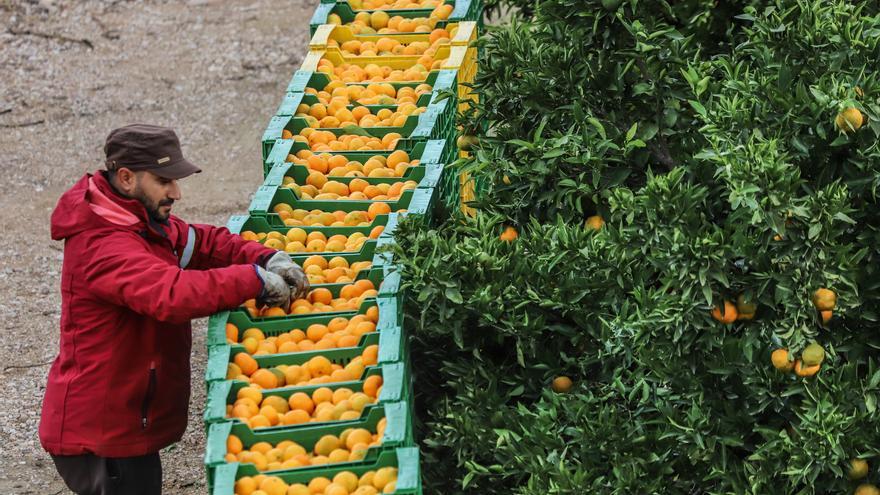 Cinco toneladas de naranjas sin salida se regalarán en la concentración contra el recorte del Tajo-Segura