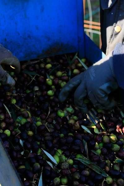 Recogida de aceituna en Fermoselle