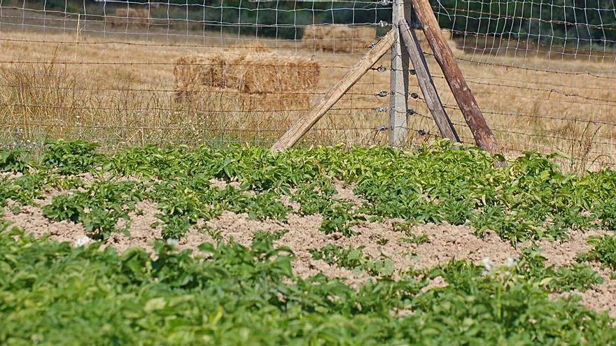 Una finca sembrada de patatas. | L. O. Z.