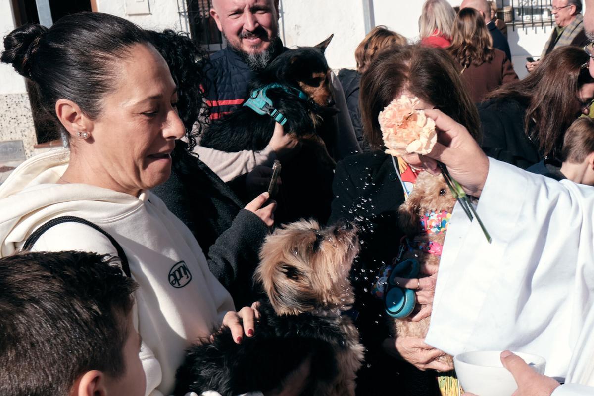 Churriana celebra la bendición de San Antón Churriana celebra la bendición de San Antón