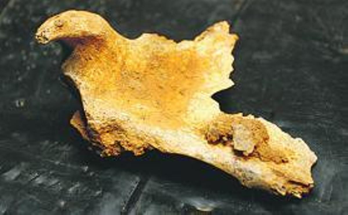 Nuevos hallazgos en El Sidrón confirman la práctica caníbal de los neandertales