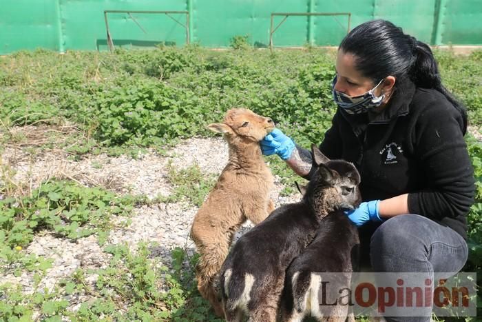 Las Águilas del Sol de Puerto Lumbreras piden ayud