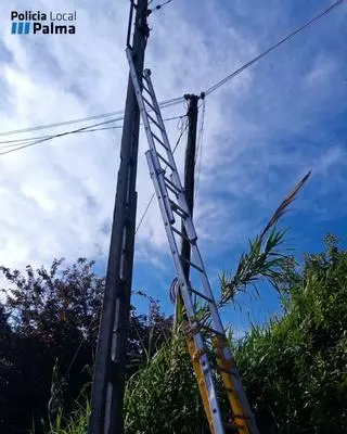 La Policía sorprende a dos hombres haciendo un enganche ilegal en un poste eléctrico de alta tensión en Palma