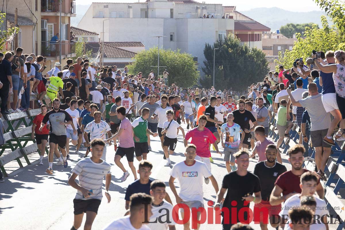 Cuarto encierro Feria del Arroz de Calasparra