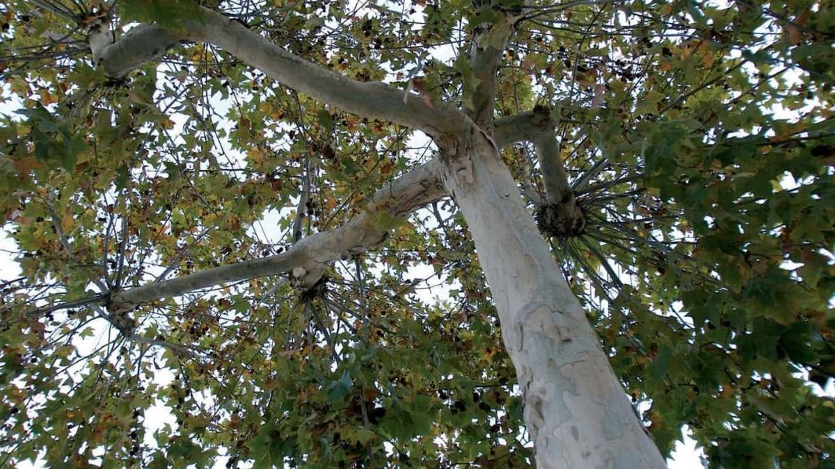 árbol